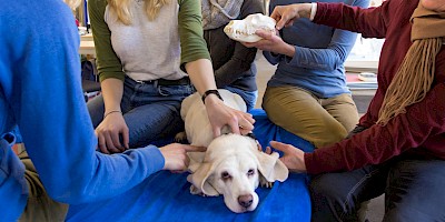 Kranio-Sakrale-Therapie beim Hund