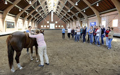 Dozenten führen in der Reithalle eine Behandlung am Pferd vor